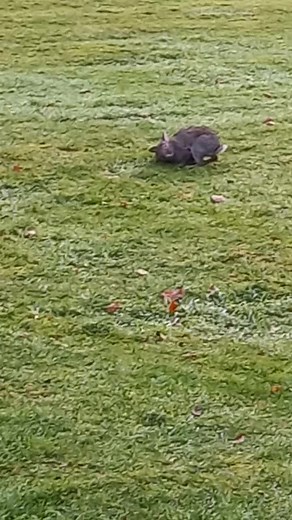 ?SENSITIVE CONTENT!!!!? #fight #rabbit #stoat #hunting