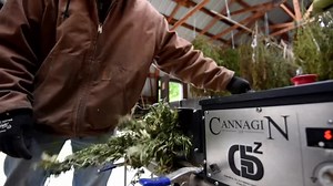 U.S. House votes to decriminalize marijuana at federal level