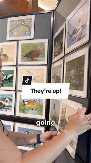 Thanks @Ducks Unlimited for the behind the scenes footage!! More to come, judging TOMORROW (likely today for how late I’m posting 🤪) GOOD LUCK EVERYONE 🗓️ Sep 24th, 25th - judging starts 10am CT, doors open 9am CT 🎥 Live-streamed on USFWS YouTube (links in my bio) 📍Attend the judging live at the Ducks Unlimited Headquarters in Memphis, Tennessee (One Waterfowl Way, Memphis, 38120) .. #duckstamp #contest #judging #winning #art