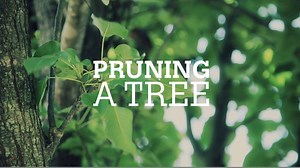 Suckers can be a sign your tree is under stress — look for signs of pest or disease. Prune suckers before they become woody or you could create a wound where more suckers will grow. | Blue Sky