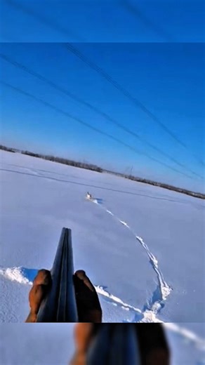 Экстремальная охота на кабана в лесу # wild rabbit # hunting # chasse