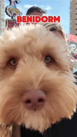 Monday in Benidorm! 🇪🇸☀️ The sun’s out, the bars are open — but where is everyone? 👀 Let’s see if the Strip is packed or peaceful today. #benidorm #spain #beach #travel #holiday #party #beer | Benidorm Now