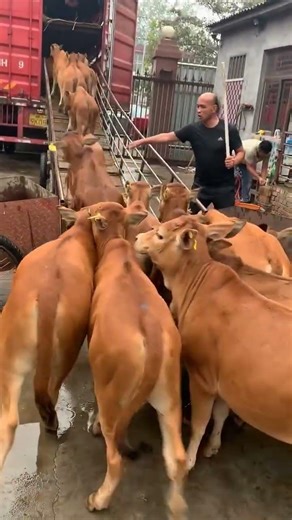 Improved Simmental Cattle Farming Base | How Much Does One Cost?#SimmentalCattle #ImprovedCattle