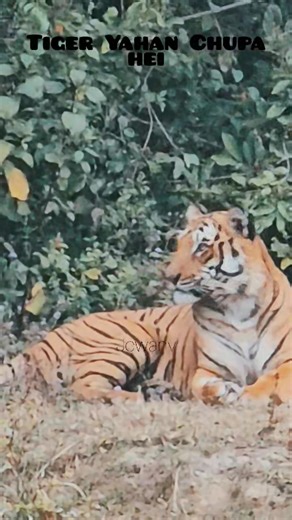 Tiger sighting ! Jim Corbett National Park jungle safari ! PHATO ZONE TIGER #phatozonetiger #LimitedTimeEvent #winterwonderland #wildcard #monopolytrading #phatozone #reelsviralシfb #britishcolumbia #facbokpage #llamalove #thursday #thursdaynight #fog #dog #doglover #winterseason #heartbreak Rozi Ji | Jim Corbett Wildlife & Nature View
