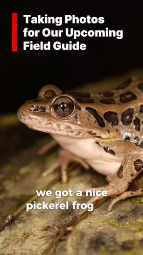 Lithobates palustris, the Pickerel Frog