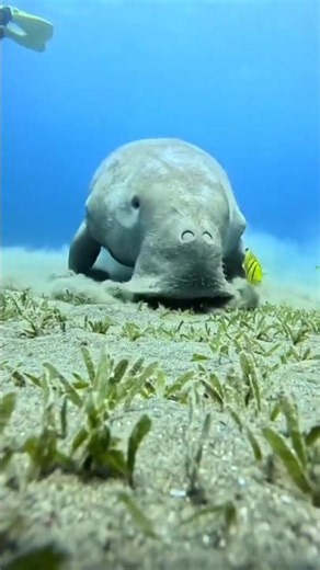 इसे कहते हैं समुद्र की गाय ||dugong mammal|| 🐋 #shortsfeed #ocean #mammals