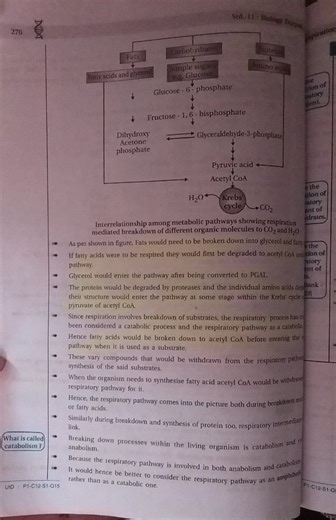 Please explain the concept of amphibolic pathways in simple ter... | Filo