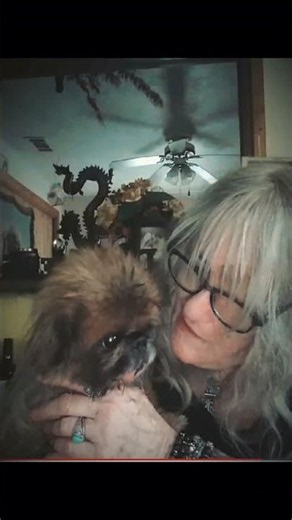 #Pekingese Forever ForReal ♥️ Animals Lives Matter