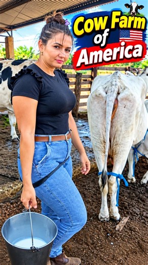 American Cow Farm | Cattle Farming, Dairy Farm & Real Farm Life | Maria Vlogs #cowfarming #cowfarm