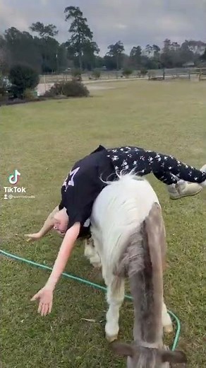 Funny horse video of a kid