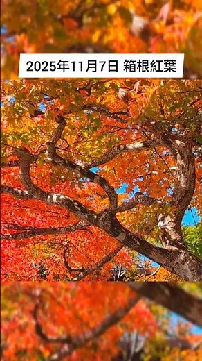 箱根紅葉 芦ノ湖 2025年11月7日