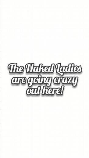Naked Ladies #gardening