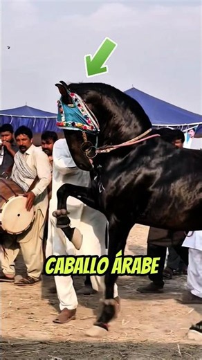 ¿Por qué estos CABALLOS saben bailar? 🐎