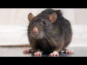 Rat dissection ( tutorial step by step )