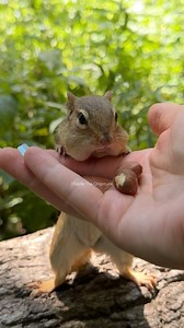 48K views · 1.1K reactions | GO when I say… QUICK #funny #comedy #humor #cute #chipmunk #charlie #fast #skills #pause #wildlife #nature #wait #goviral | Charlie The Chipmunk | Facebook
