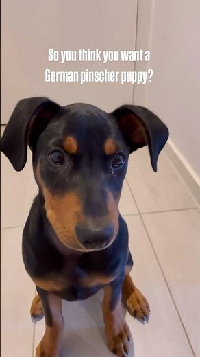 The truth about German pinscher puppies #germanpinscher #cutepuppyshorts #puppy #crazypuppy #dog