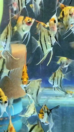 #angelfish #wild #discus #aquarium