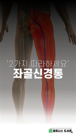 좌골신경통은 ‘디스크만’ 줄인다고 해결되지 않습니다. 많은 사람들이 좌골신경통이 오면 “튀어나온 디스크 → 눌린 신경”만을 문제로 생각합니다. 하지만 신경이 오래 압박되면 신경 자체가 과민(hypersensitive)해져 압박이 풀려도 통증이 반복될 수 있습니다. 즉, 압박 해소 신경 탈민감화(desensitization) 이 두 가지가 동시에 이뤄져야 진짜 회복이 시작됩니다. 🦵 1) 좌골신경 글라이드(Sciatic Nerve Glide) 한쪽 다리를 의자 위에 올린다 몸통을 살짝 굽히면서 발끝을 ‘포인(Point)’ 이후 발목을 ‘플렉스(Flex)’하며 목을 신전 → 신경이 앞뒤로 글라이드하며 민감도가 낮아지는 동작 신경 스트레칭이 아니라 신경을 부드럽게 미끄러뜨려 정상 기능을 되찾는 작업입니다. 🦵 2) 둔근·척추기립근 안정화(Hip Thrust Leg Extension) 누워서 골반을 수평까지 들어올린 뒤 한 다리씩 번갈아 앞으로 뻗기 → 둔근·기립근이 활성화되며 허리·골