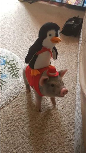 Cusu on his piglet with a red hat in his room