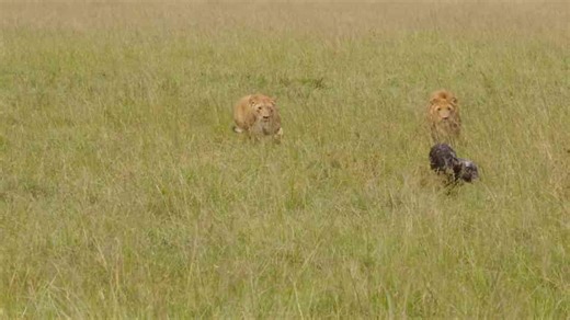 Masai Mara tribal foods explained through ingredients, culture and technique