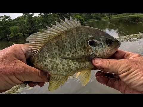 From Swamp to Plate! Ultimate in Catching, Cleaning, Cooking and Eating Shellcracker!