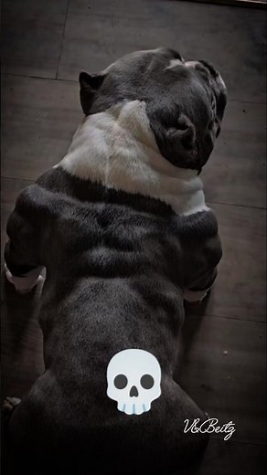 Troll Face Edit: Adorable vs. Ripped Puppy #short #trollface