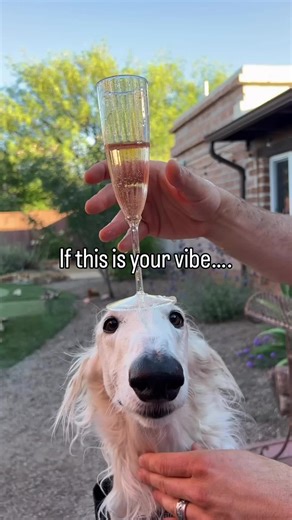 Welcome home, we’ve missed you #dogs #borzoi #funny #doglife #unhinged | borzoi