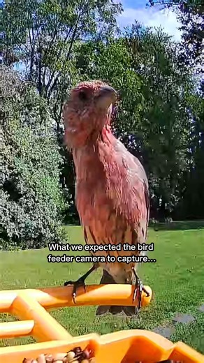 What we expected the HelloBirdie bird feeder camera to capture vs. what we got as a bonus!🐤🐿️📸 Add this fun smart bird feeder to your outdoor space while it's on sale (through 4/18), here! > https://qvc.co/hellobirdie | QVC