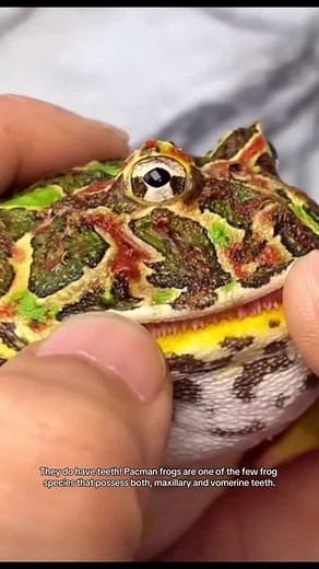 Lemon the PacmanFrog on Instagram: "Pacman frogs are one of the few frog species that have teeth, which are sharp and pointed. These teeth help them capture and eat their prey. Pacman frogs are known for their ability to consume a prey that is relatively large compared to their own size, sometimes even larger than they are. They can bite, yes, and their bites can be painful specially from an adult female🐸 #lemon #lemonthepacmanfrog #pacmanfrog #pacmanfrogs #pacmanfrogsofinstagram #pacman #horne