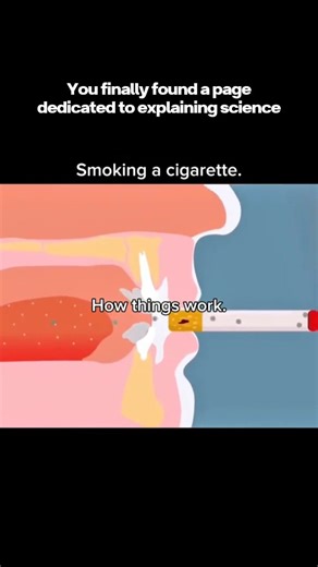 Conceptify – Science Simplified on Instagram: "🚭 How Cigarette Smoke Destroys Your Lungs — Science You Can’t Ignore 🫁⚠️ Ever wondered what happens inside your lungs the moment you take a puff? Cigarette smoke doesn’t just “harm over time” — it attacks instantly. 🧪 What Happens Immediately: ✔️ Cilia (your lung’s natural cleaners) get paralyzed — dirt & toxins stay trapped ✔️ Air passages swell and tighten, making breathing harder ✔️ Thick mucus forms, preparing the lungs for long-term damage �