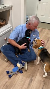 13K views · 577 reactions | A new chapter is beginning for Lady and Prissy after the loss of their owner. Thank you to the Williamsons for giving these two girls a loving home to recover from their grief and know that they will continue to be loved. | Meals on Wheels for Helena-West Helena Dogs | Facebook