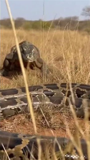 Eagle vs Python vs Komodo | A Chain Reaction in the Wild