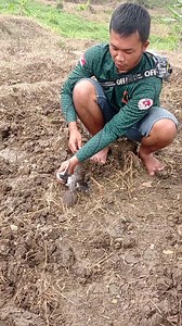 7.5K views · 2.6K reactions | Amazing bird trap‼️ #Dolar is back full bird fighter  #birdtrap #birdvideo | Aris M AN | Facebook