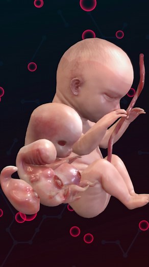 1.2M views · 17K reactions | ✨ In which week can the fetus move its...