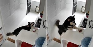 [VIDEO] This Husky In China Knows How To ‘Cook’ Rice For Its Owners When They’re Away