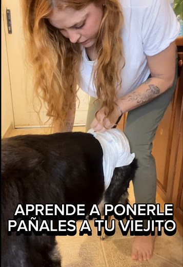 Tutorial para poner pañal a perros correctamente