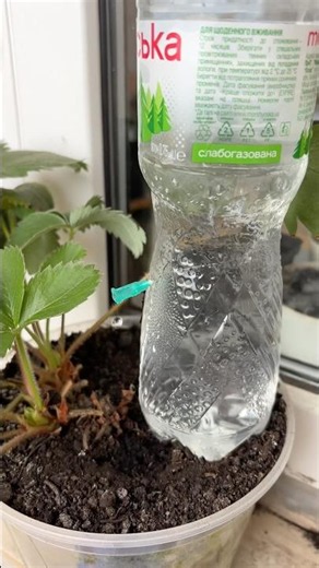 This Plant Watering Hack Is Genius! 💧