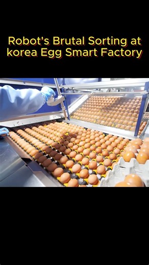 0 1g Precision OCD Egg Processing Line
