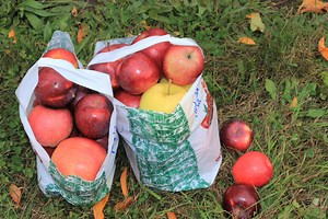 The Best Apple Picking in Connecticut: 8 Top Orchards