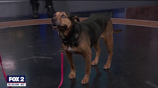 Consider spring training for your dog