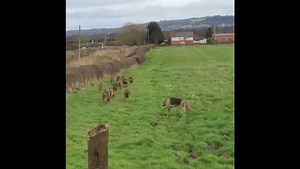 12K views · 430 reactions | The Cheshire Hunt has been laying trails all season and this video was sent to us by one of our supporters today. Trails were laid by our usual Cheshire Hunt quad bike trail layers throughout the day, with the last one conveniently finishing up at the local watering hole! | Cheshire Hunt | Facebook
