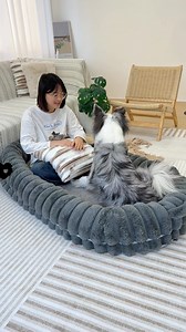 😮Wow! What a big and fluffy bed! 😍 🐶Our Large Donut Human Dog Bed brings ultimate comfort to your family and furry friends! 🐾 Made with ultra-soft wool-like fabric & padded cushions for the comfiest snuggles ever. 💤 | FUNNYFUZZY