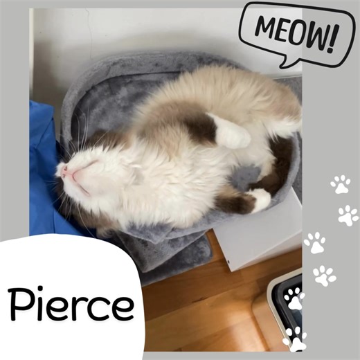🐾🐈 Meet our new, confident and chatty boy who’s never short on conversation! Pierce is an outgoing boy who loves being around people and will happily follow you from room to room, chatting away as he goes. He thrives on attention and enjoys being part of whatever’s happening. He will greet you with a hiss, but that is just his way of saying hi! We’re offering him as a foster to adopt - so you can get to know him first while he settles in. He still has some vet work left to do, so you must be a
