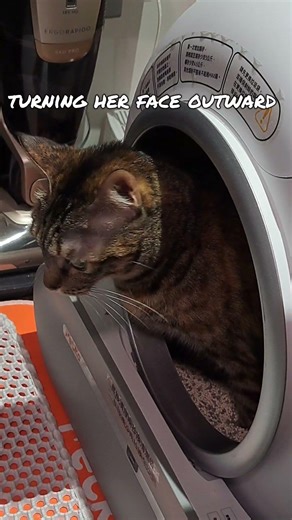 cat litter machine #cat #cute #kitten