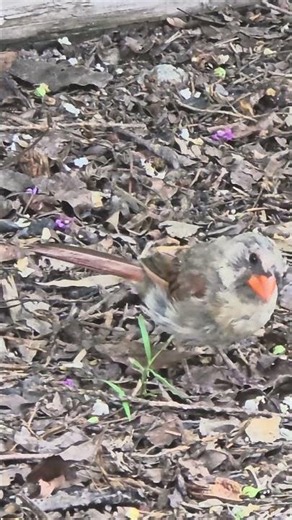 🍂 The Quiet Art of Blending In | Female Northern Cardinal