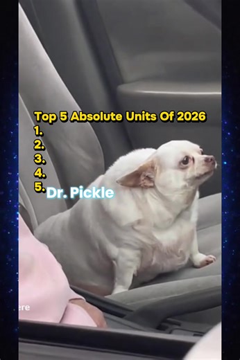 Who’s Your Top Unit? 🐾 Follow And Comment To Be In My Next Video. 🤝 #petsoftiktok #catsoftiktok #dogsoftiktok #funnypets #foryourpage