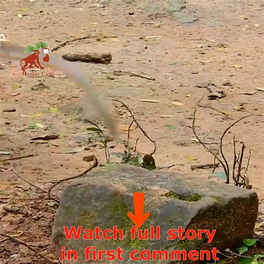 Hard weaning baby monkey | MonkeyCamp