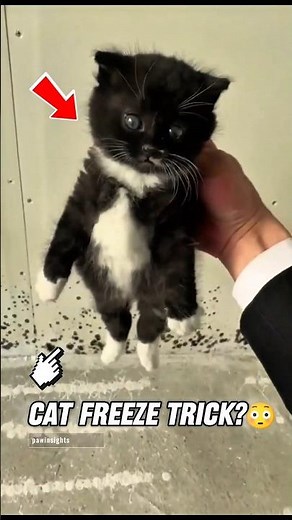 Why Do Cats Freeze When You Touch This Spot🤔 #cat #pets #catbehavior