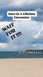 12K views · 101 reactions | Pier Catch Report: Fresh Rabbit! Sometimes the camera is rolling at just the exact right time. @ross_stepanek was at Venice Fishing pier covering a micro storm when the unthinkable happened and a bobcat decided to chase down a rabbit. Some people are calling this a Florida panther lol. | FishingPiers.Info | Facebook