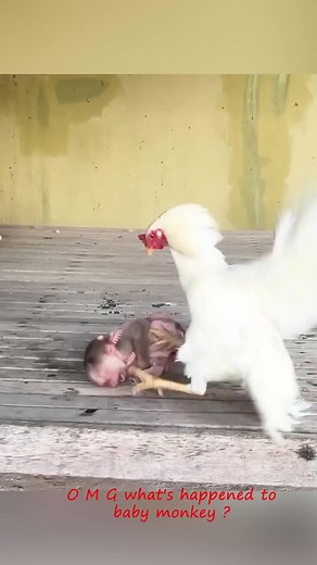 #BabyMonkey #CuteMonkey #AdorableMonkey #LittleMischief #MonkeyLove #FunnyMonkey #JungleBaby #MonkeyMoments #WildlifeCuties #PrimateParadise | Mini Mok